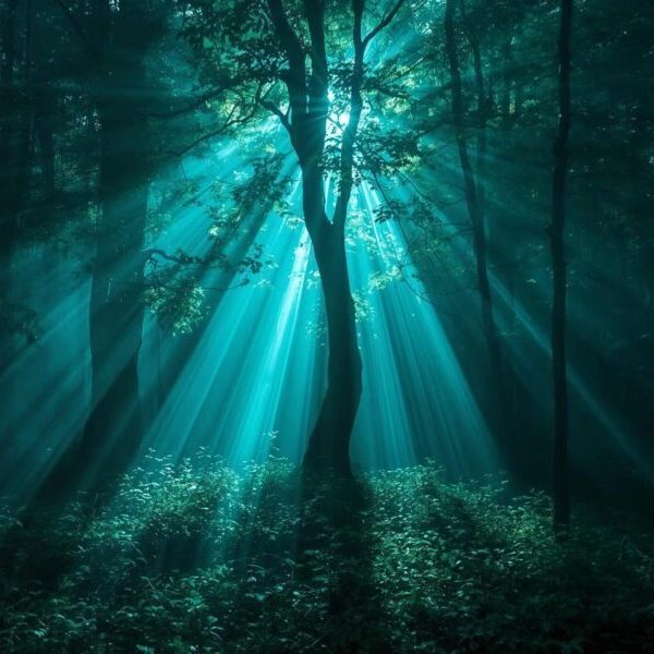 Grove of Light Rays